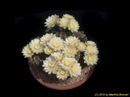 Gymnocalycium leptanthum 121